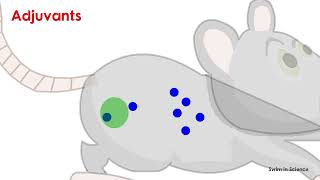 AdjuvantsAlumFreunds adjuvant [upl. by Yasnil]