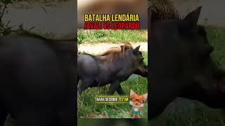 Javali vs Leopardo  PARTE 3 javali leopardo animaisselvagens animals curiosidadeanimal [upl. by Ahsayn]