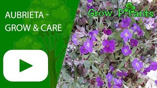 Aubrieta  grow amp care great ground cover plant [upl. by Neelcaj827]