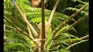 Sano sano  Cyathea spp [upl. by Leboff544]