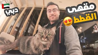 مقهى القطط 😻 في دبي  Cat Cafe Dubai [upl. by Kcirej85]