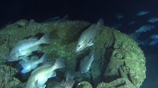 Exploring a UBoat wreck off North Carolina [upl. by Yelik291]