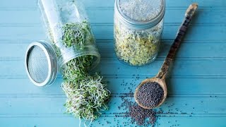 How to Make Broccoli Sprouts [upl. by Leunamnauj956]