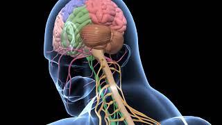 Biology  3D animation  Human Nervous System Overview  Senior  English [upl. by Giddings]