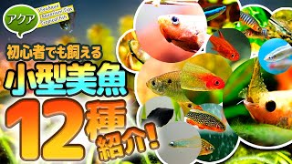 初心者でも飼える美しい小型熱帯魚12種紹介！ アクアリウム ビバ調べ 【ビバアクア】 [upl. by Ahearn]