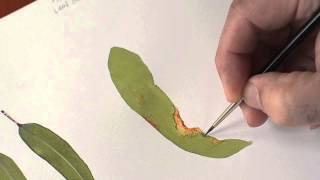 Botanical Art Tutorial  Gumleaf in Detail [upl. by Dorsman59]