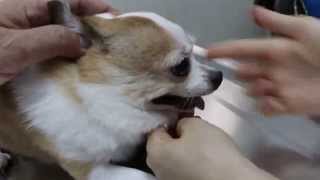 The 13yearold Chihuahua has toothache [upl. by Samantha]