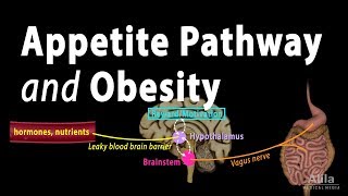 The Brains HungerSatiety Pathways and Obesity Animation [upl. by Willet]