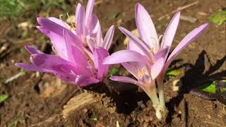 Colchicum autumnale Mrazovac Autumn crocus Herbstzeitlose [upl. by Quinn]