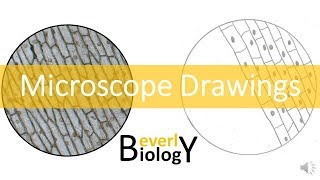 Proper Microscope Drawings and Observations [upl. by Lauren]