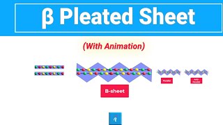 Beta Sheet Animation [upl. by Hannala]