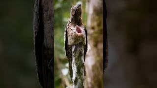 ये कैसा पक्षी 😮😮Potoo Bird Interesting facts in hindi [upl. by Festatus]