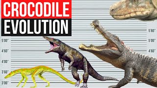 Crocodile Evolution  In 2 minutes [upl. by Ailecec]