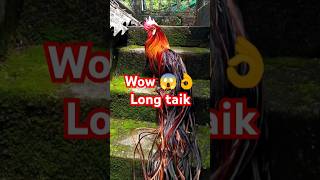 Onagadori mail mianwaliaseel aseelmurgafarm video shamoaseelroosterfarm chicken youtubeshorts [upl. by Ellehsal]