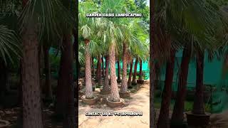 Live White and black Copernicia alba palms [upl. by Benny]