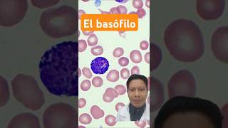 Conoce al basófilo ATLAS de hematología [upl. by Neffirg698]