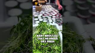 Freeze dried microgreens Shipped to your front door bts microgreens [upl. by Eitsyrc]