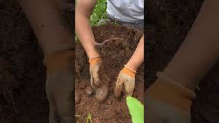 Harvesting black potato from the farm landscape satisfying agriculture [upl. by Anil]