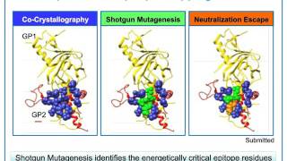 Epitope Mapping in Antibody Therapeutics and Vaccine Development The Evolving Landscape [upl. by Eiro]