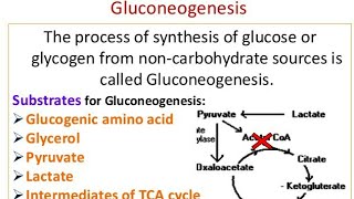 Gluconeogenesis Mechanism and significance [upl. by Annaear]