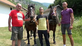 DOTJERAO MU KONJE PRED KUĆU DA ZAKAČI BUKVU IZ VOLARAZA PAR KONJA PONUDIO NOVOG DŽIPA [upl. by Chaworth285]