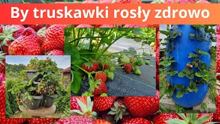 Wiosenny oprysk truskawek Jak rosną w różnych miejscach [upl. by Saffian248]