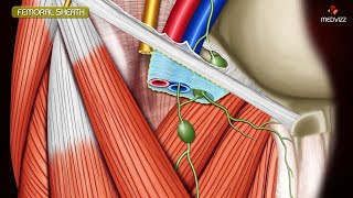 ANATOMY OF FEMORAL TRIANGLE  FEMORAL CANAL  FEMORAL SHEATH Animation [upl. by Hisbe]