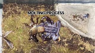 Amazing scorpion transformation Complete Molting process 1080p HD [upl. by Nekal]