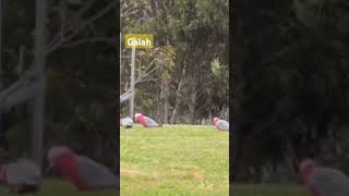 Galahs Australia Nature beautyBeautiful Galahs [upl. by Devinna]