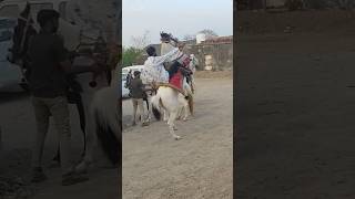 Indian horse  kudva vala ghoda  ashw prami  horse lover  horse riding short video horse [upl. by Sabir]