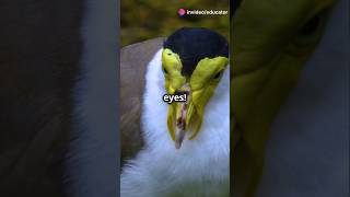 Endangered Birds A Global Crisis shorts endangeredspecies facts [upl. by Faydra]