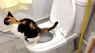 Step by Step Cat Toilet Training [upl. by Dranreb448]