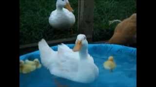 patos pollos y gallinas cancion infantil [upl. by Anirtik]