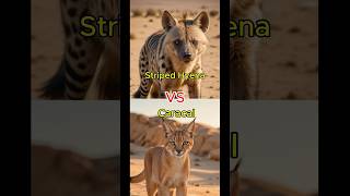 Hyena VS Caracal VS Animals scorpion tiger fox like animals wildlifebattle animalbattle [upl. by Poulter]