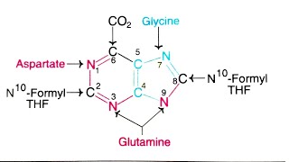 Biosynthesis of PurinesPurine synthesis Adenine and GuanineSalvage pathway DisordersEasy notes [upl. by Euqinitram]