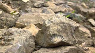 Fossilien suchen im Braunschweiger Land  Fossil Hunting [upl. by Crary]