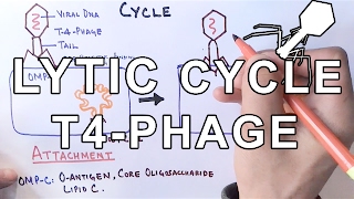 Mechanism of LYTIC CYCLE [upl. by Wileen913]