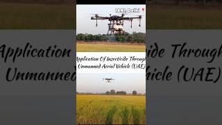 Unmanned Aerial Vehicle Spraying in IARI New Delhi cropmanagement agriresearch icaragriculture [upl. by Einimod]