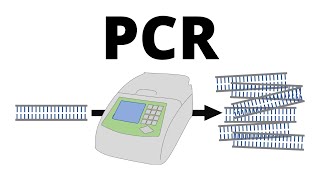 How PCR Polymerase Chain Reaction works explained in 1 minute [upl. by Ylevol]