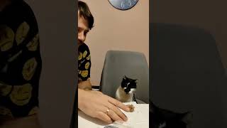 What do you think is it cats catshorts catsvideo [upl. by Osrock]