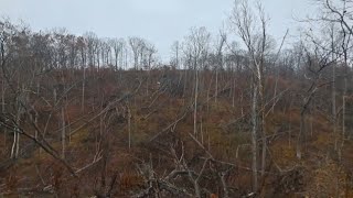 S1 E15 Cheatham WMA doe hunt first doe of the season [upl. by Jacquenetta]