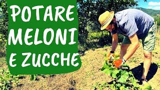 POTARE il MELONE come e quando bisogna tagliare la pianta [upl. by Araed]