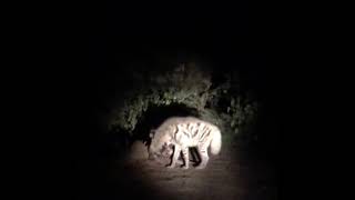 Stripe Hyena eating On Jungle  जंगल में Hyena मिला रात में  Night Drive Jungle  Horror Experience [upl. by Johny]