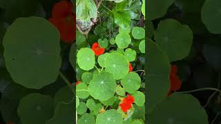 Nasturtium known as Texao in the Andes the place of origin Tropaeolum majus [upl. by Mallory]