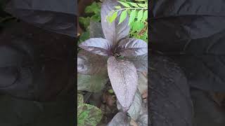 Black Eranthemum Problems eranthemum plants leaffalling balconygarden [upl. by Adnolehs]