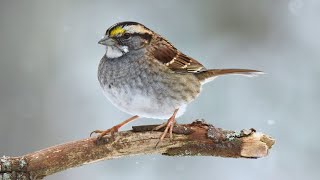 Introduction to Winter Birding [upl. by Mannuela109]