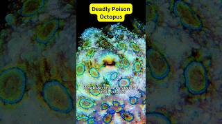 BlueRinged Octopus🐙Deadly Poison Creature shorts octopus poison [upl. by Imef]