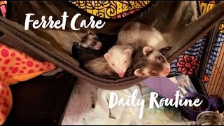 Ferret Care Daily Routine [upl. by Ahsaeit227]