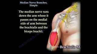 Median Nerve Branches Simple  Everything You Need To Know  Dr Nabil Ebraheim [upl. by Tsenre]