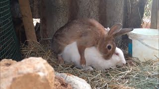 Rabbits 🐰 mating [upl. by Peednas229]